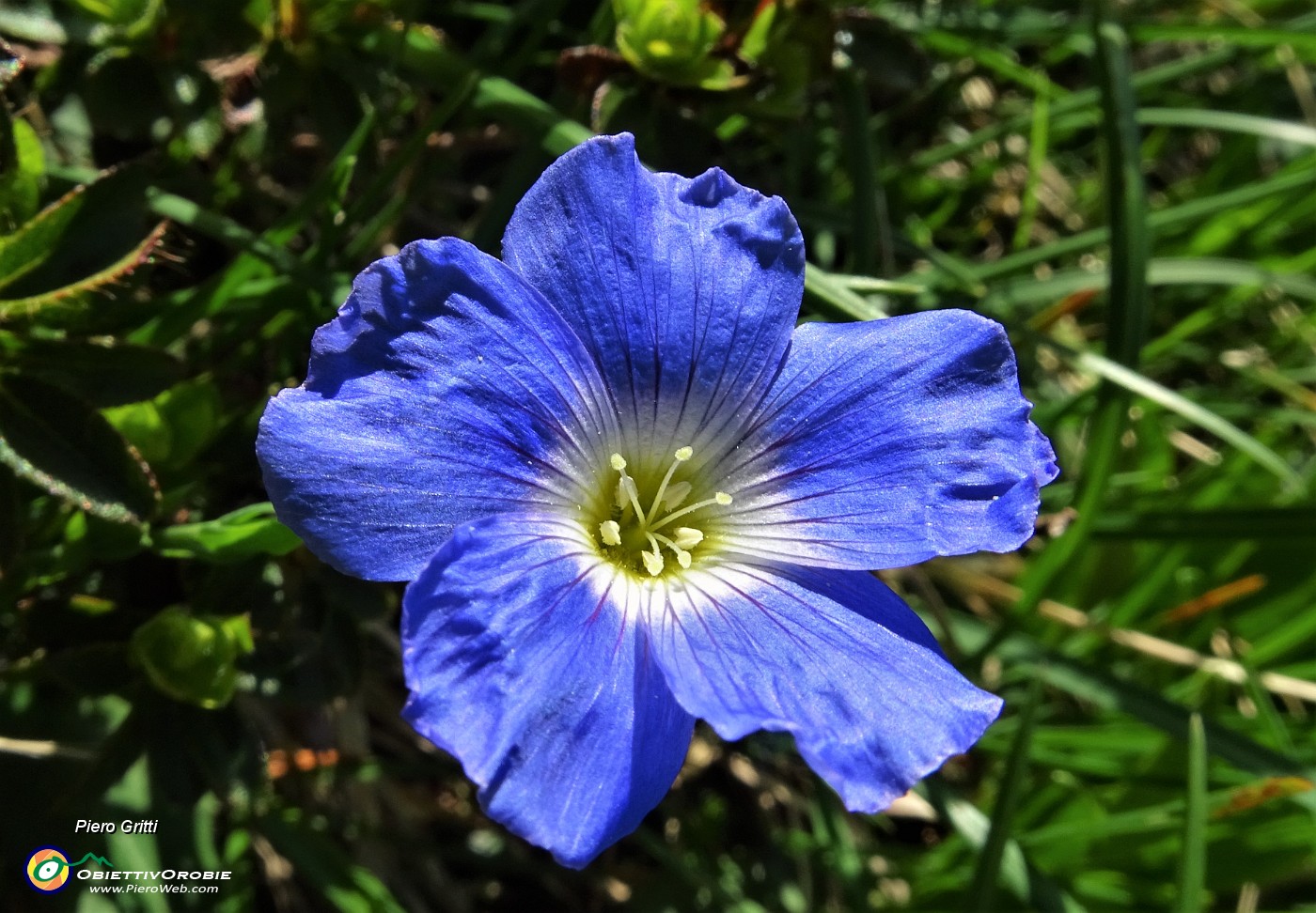 26 Lino celeste (Lilium alpinum).JPG